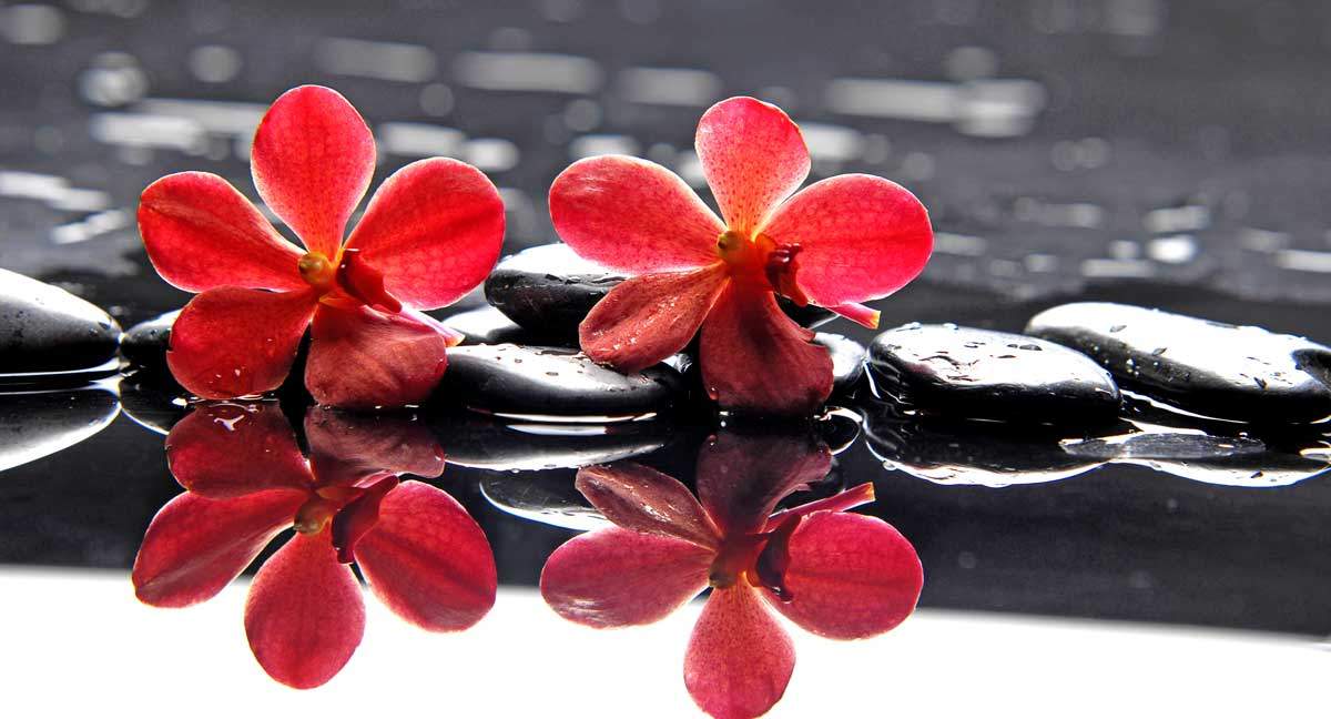 Zwei rote Blüten auf schwarzen Steinen am Wasser