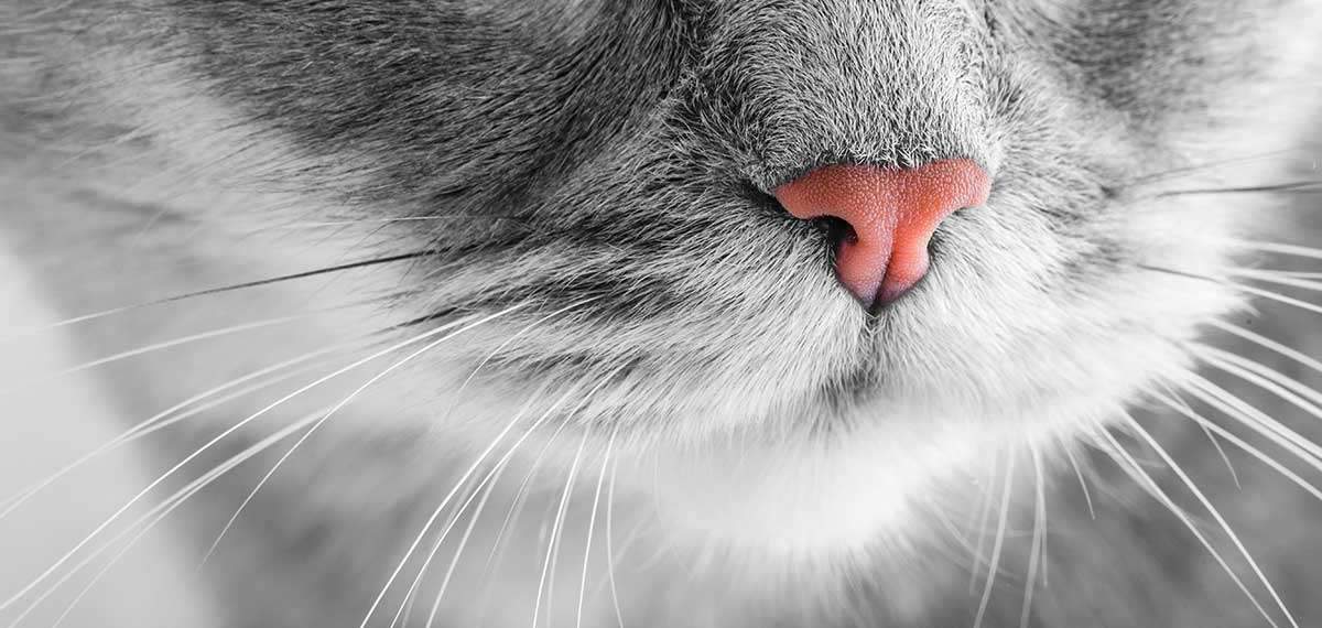 Nahaufnahme Nase und Schnupperhaare einer Katze